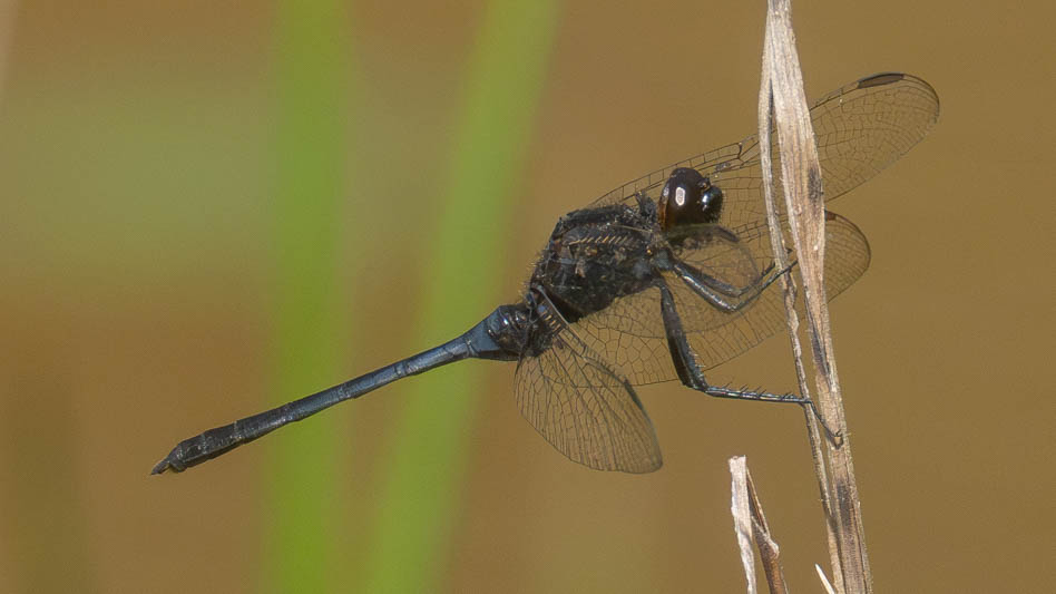 Erythemis plebeja (Pin-tailed Pondhawk) male.jpg